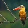 Lednacek gurial - Pelargopsis capensis - Stork-billed Kingfisher 0090